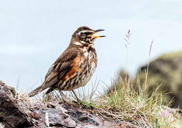 Isländische Rotdrossel